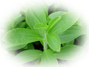 Stevia Granulat Premium
