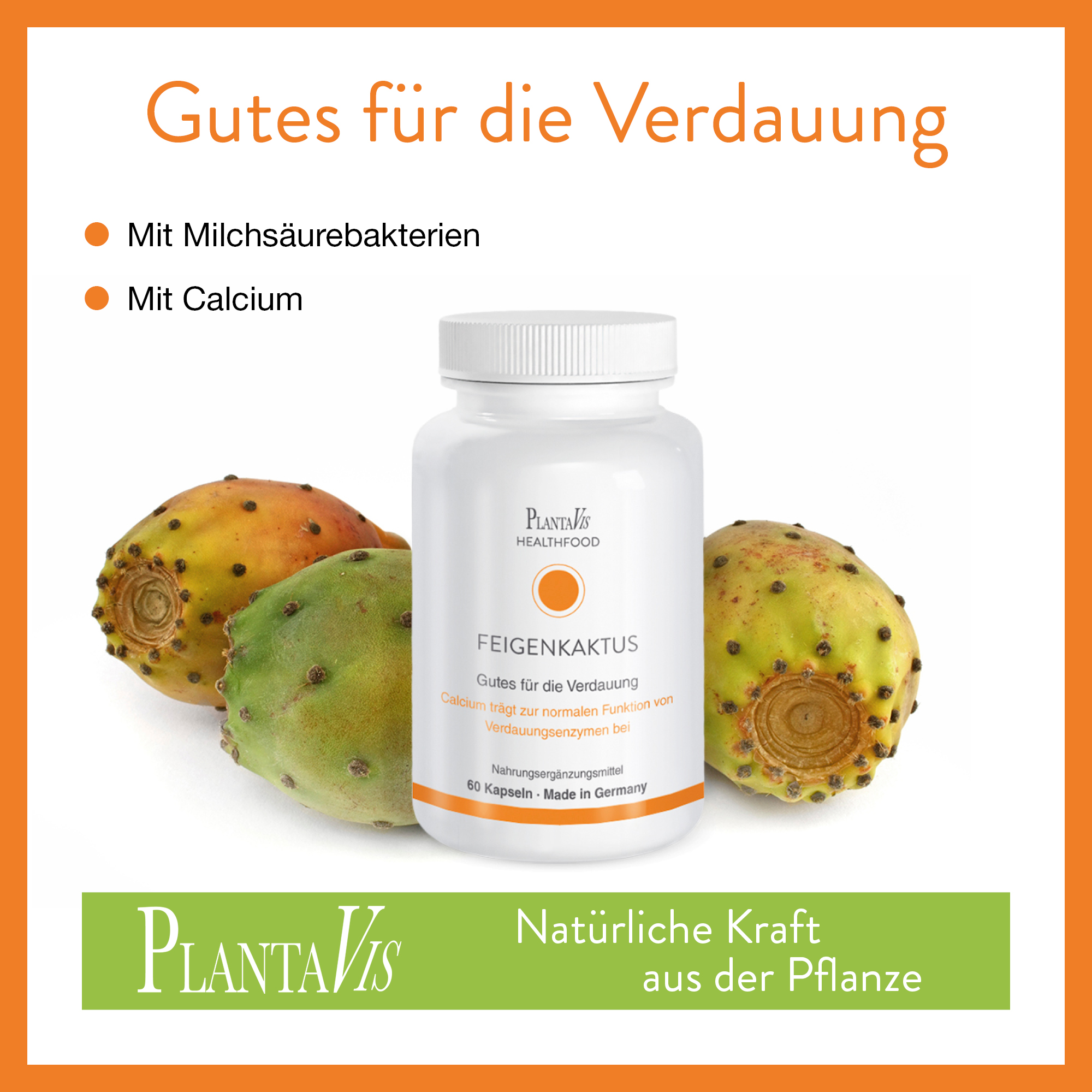 Feigenkaktus Kapseln
