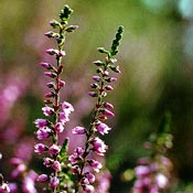 Bachblüten Original  Heather 20 ml