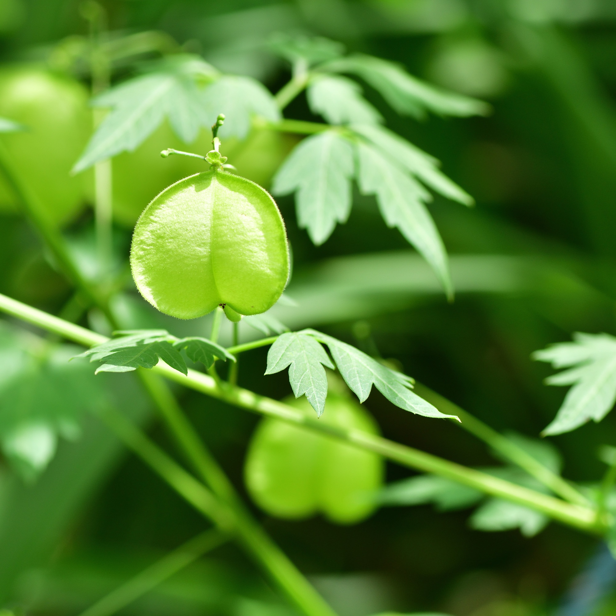 RAUSCH Herzsamen SENSITIVE-SERUM